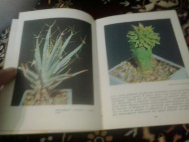 Книга о кактусах 